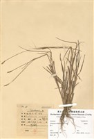 藏品(鴨嘴草)的圖片